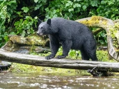 Black bear in Alaska.