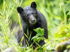 Black bear in Alaska.