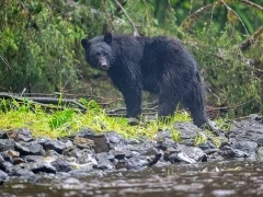 Black bear in Alaska.