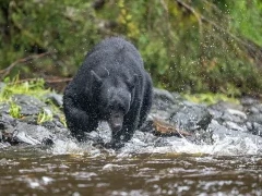 Black bear in Alaska.