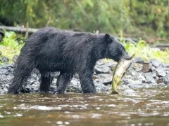 Black bear in Alaska.