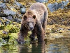 Grizzly bear in Alaska.