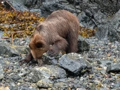 Grizzly bear in Alaska.