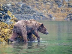 Grizzly bear in Alaska.