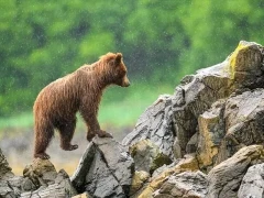 Grizzly bear in Alaska.