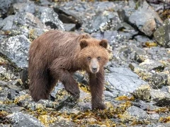 Grizzly bear in Alaska.