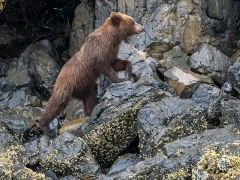 Grizzly bear in Alaska.