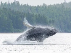 Humpback whale in Alaska.