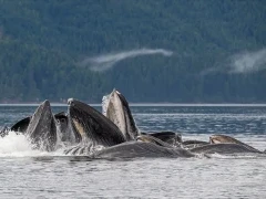 Humpback whale in Alaska.