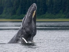 Humpback whale in Alaska.