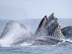 Humpback whale in Alaska.