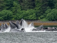 Humpback whale in Alaska.
