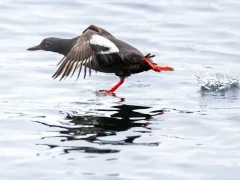 Guillemot in Alaska.