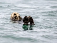 Sea otter in Alaska.