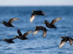 Black scoter in British Columbia, Canada