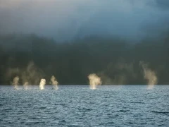 Humpback whale pod in British Columbia, Canada