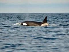 Orca in British Columbia, Canada