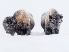 Bison in Yellowstone National Park, USA.