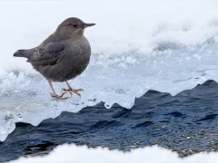 American dipper in Yellowstone National Park, USA.