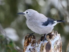 Clarke's nutcracker in Yellowstone National Park, USA.