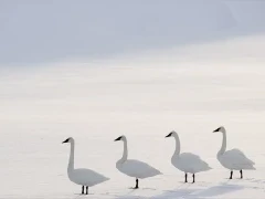Trumpeter swan in Yellowstone National Park, USA.