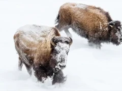 Bison in Yellowstone National Park, USA.
