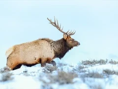 Elk in Yellowstone National Park, USA.