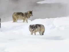 Wolf in Yellowstone National Park, USA.