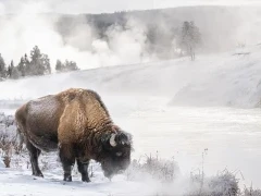 Bison in Yellowstone National Park, USA.