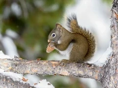 American red squirrel in Yellowstone National Park, USA.