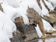 Bobcat in Yellowstone National Park, USA.