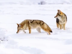 Coyote in Yellowstone National Park, USA.