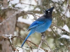 Stellar's jay in Yellowstone National Park, USA.