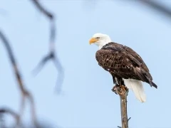 Bald eagle in Yellowstone National Park, USA.