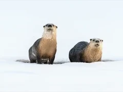 American river otter in Yellowstone National Park, USA.