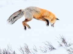 Red fox in Yellowstone National Park, USA.