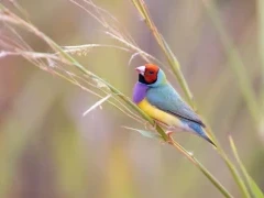 Red-headed Gouldian finch in Australia.