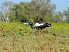 Jabiru stork in Australia.