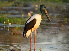 Jabiru stork in Australia.