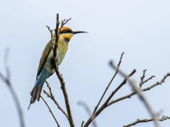 Rainbow bee-eater in Australia.