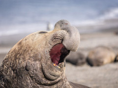 Elephant seal in Antarctica.