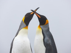 King penguins in South Georgia.
