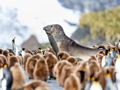 Southern elephant seal with king penguins in South Georgia.
