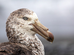 Southern giant petrel in South Georgia.