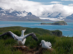 Wandering albatross pair in South Georgia