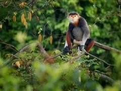 A red-shanked douc langur, in Vietnam.