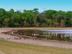 A gathering of a variety of bird species by water in the South Pantanal, Brazil.