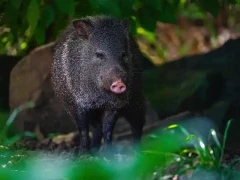 Collard peccary amongst the vegetation of Southern Pantanal, Brazil.