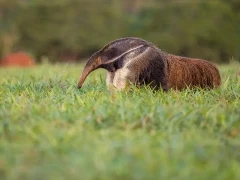 Giant anteater walking through the grass, South Pantanal, Brazil.