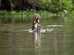 Giant river otter appearing from the water, South Pantanal, Brazil.